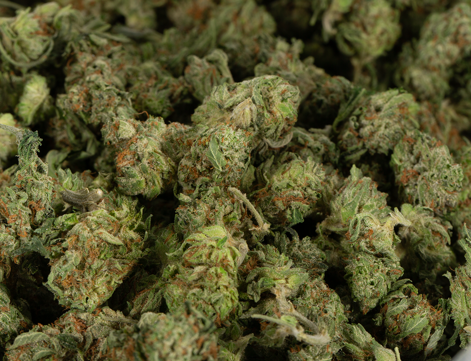 Headband (AA) - Image 6