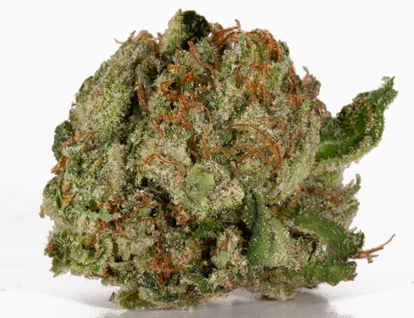 Alpine Royal - Moonwalker - Image 3