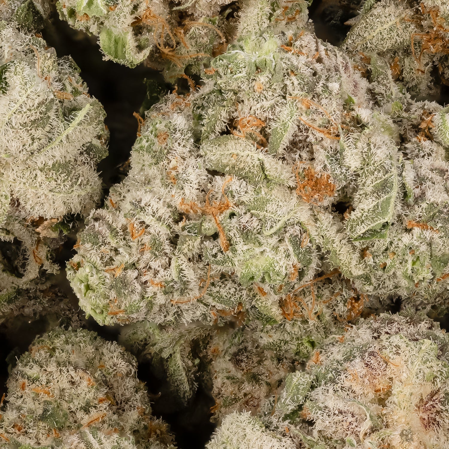 Lucky Farms - Creampie (smalls) - Image 3
