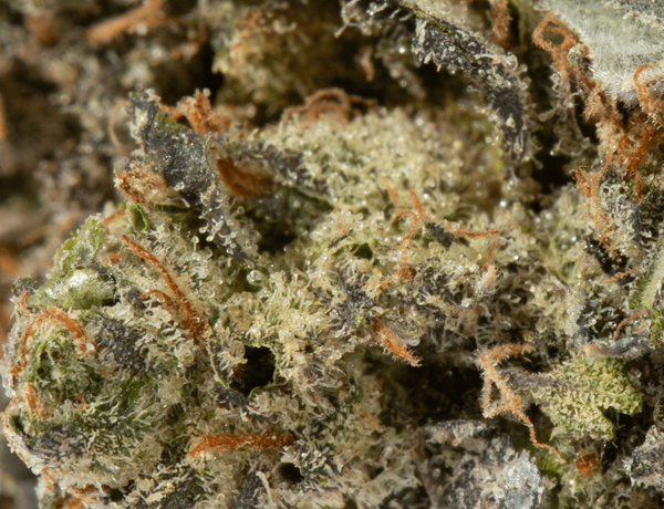 BC Legacy - Khalifa Kush - Image 3