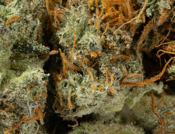 Astral Herbs - Mochi - Image 3