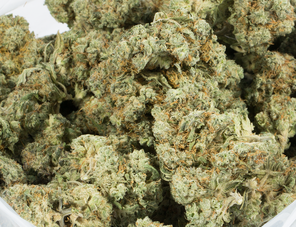 Astral Herbs - Mochi - Image 5