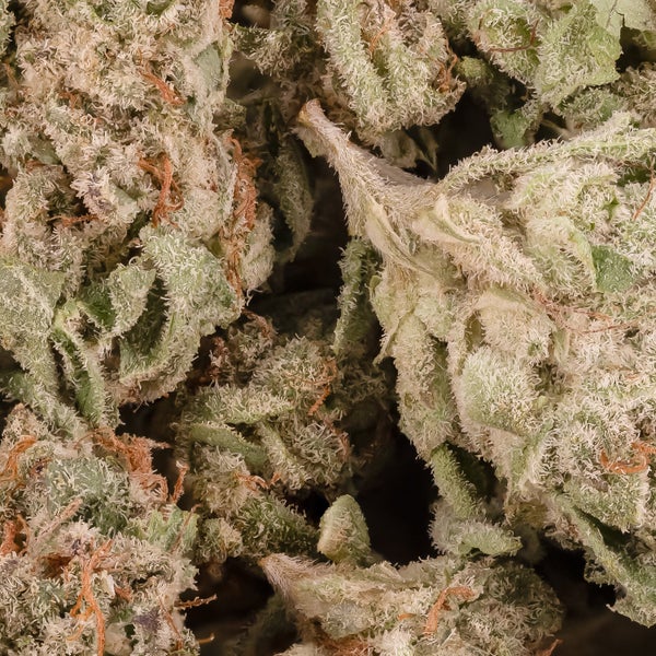 Sunset Sherb (smalls) (Lucky Farms) - Image 2