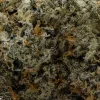 Hoot Cannabis - Garlic Breath - Image 6