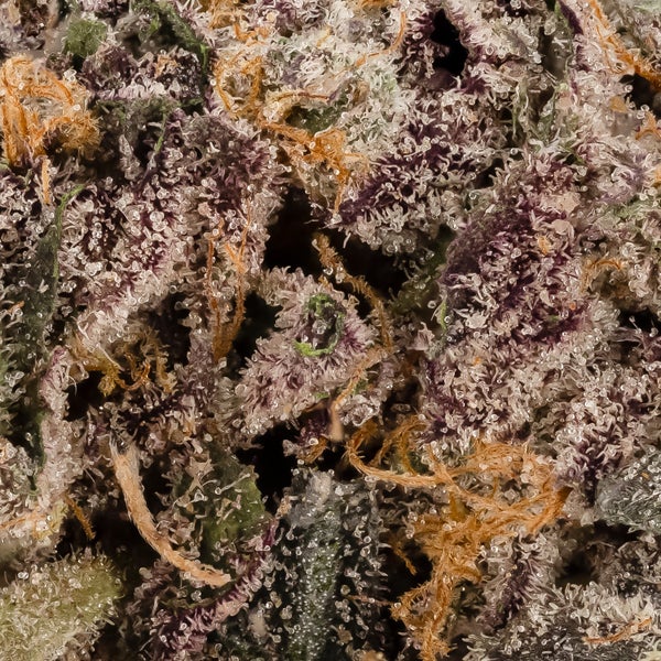 Hoot Cannabis - Purple Killer - Image 4