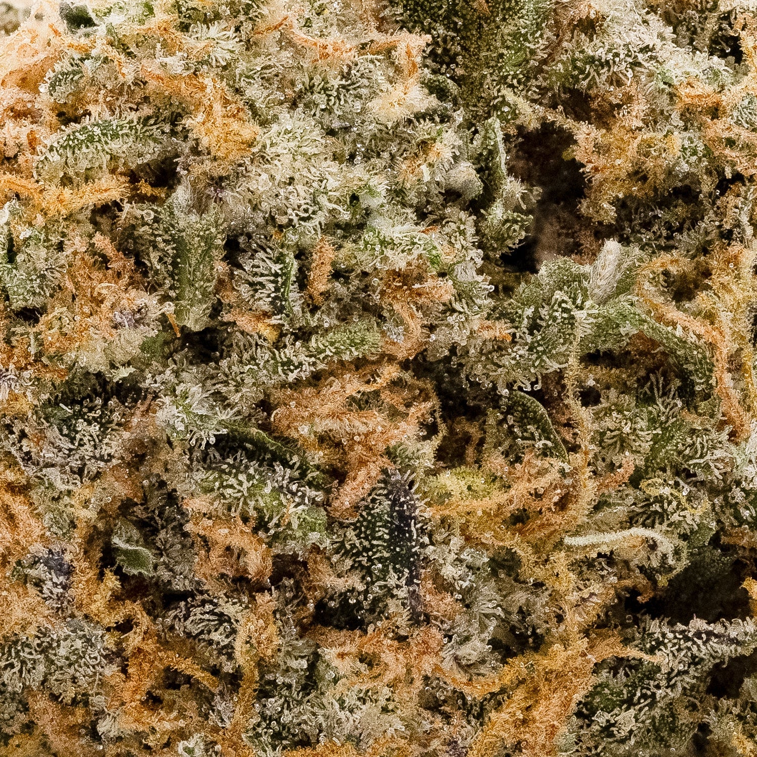 Banana Power (Lucky Farms) - Image 3