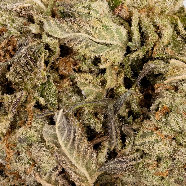 Comatose OG (Lucky Farms) - Image 3