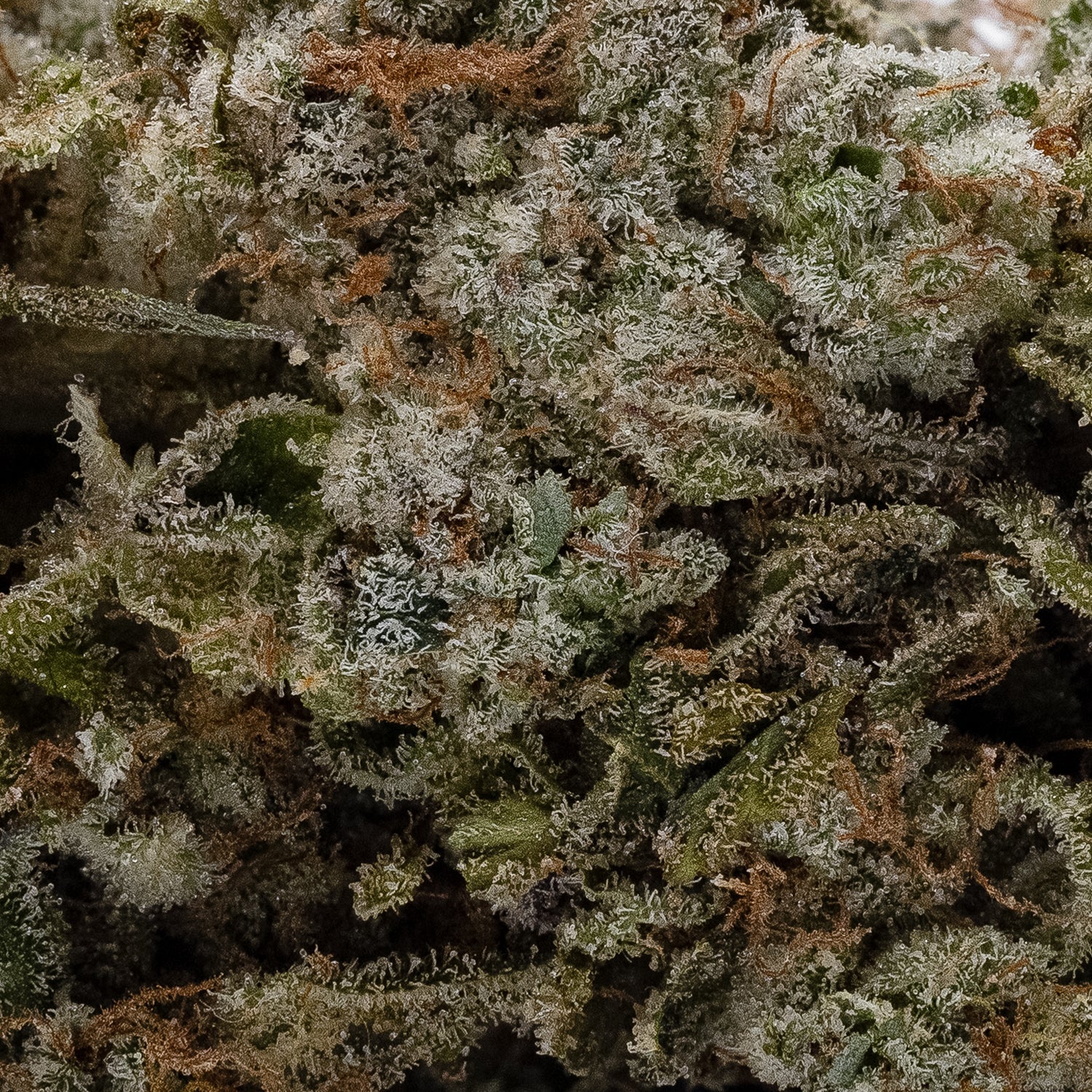 Death Chocolate Cookies (Jungle Ridge) - Image 6