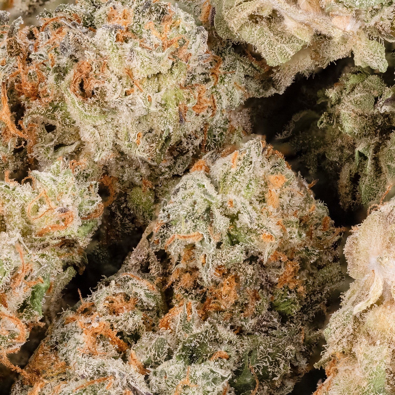 Diamond OG (smalls) (Lucky Farms) - Image 3