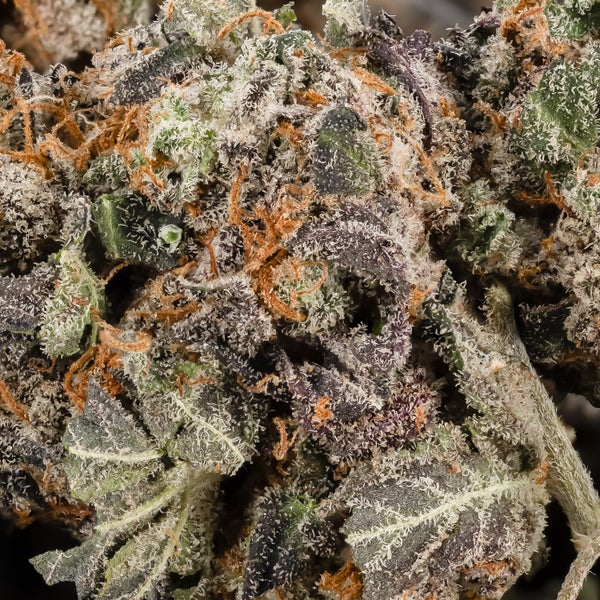 East Coast Sour Diesel (smalls) (Lucky Farms) - Image 2