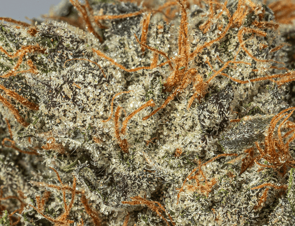 BC Legacy - Gangster Kush - Image 3