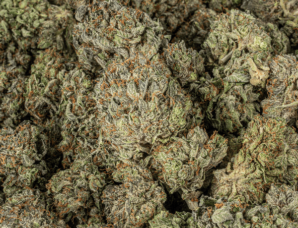 BC Legacy - Gangster Kush - Image 5