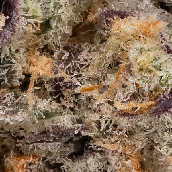 Garlic Sherbert (Lucky Farms) - Image 3