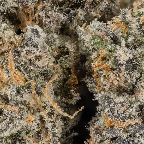 Fun Buds - Gummy Buns - Image 6