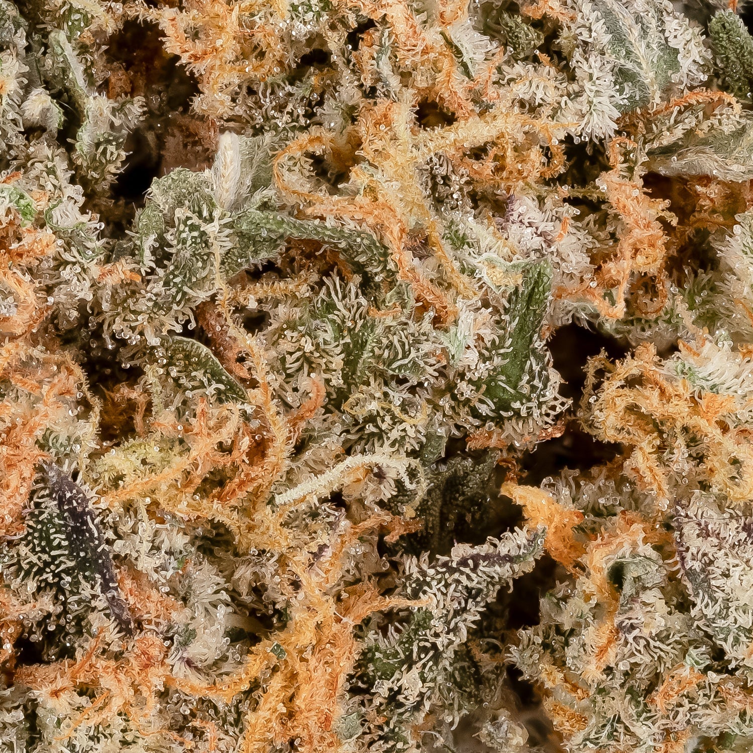Hawaiian Snow (smalls)(Lucky Farms) - Image 4
