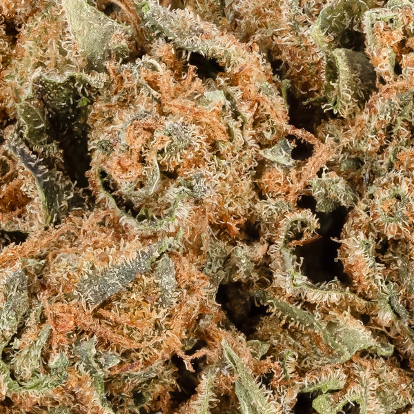 Jungle Kush (Dollar Treez) - Image 4