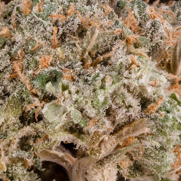 MAC 1 (Lucky Farms) - Image 2