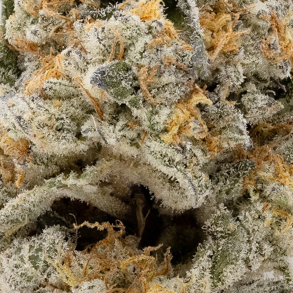 Vibrant Cannabis - Mango Trees - Image 5
