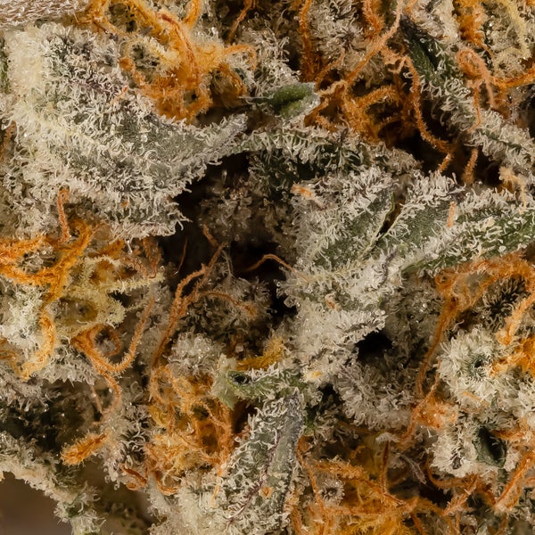 Vibrant Cannabis - Mango Trees - Image 6