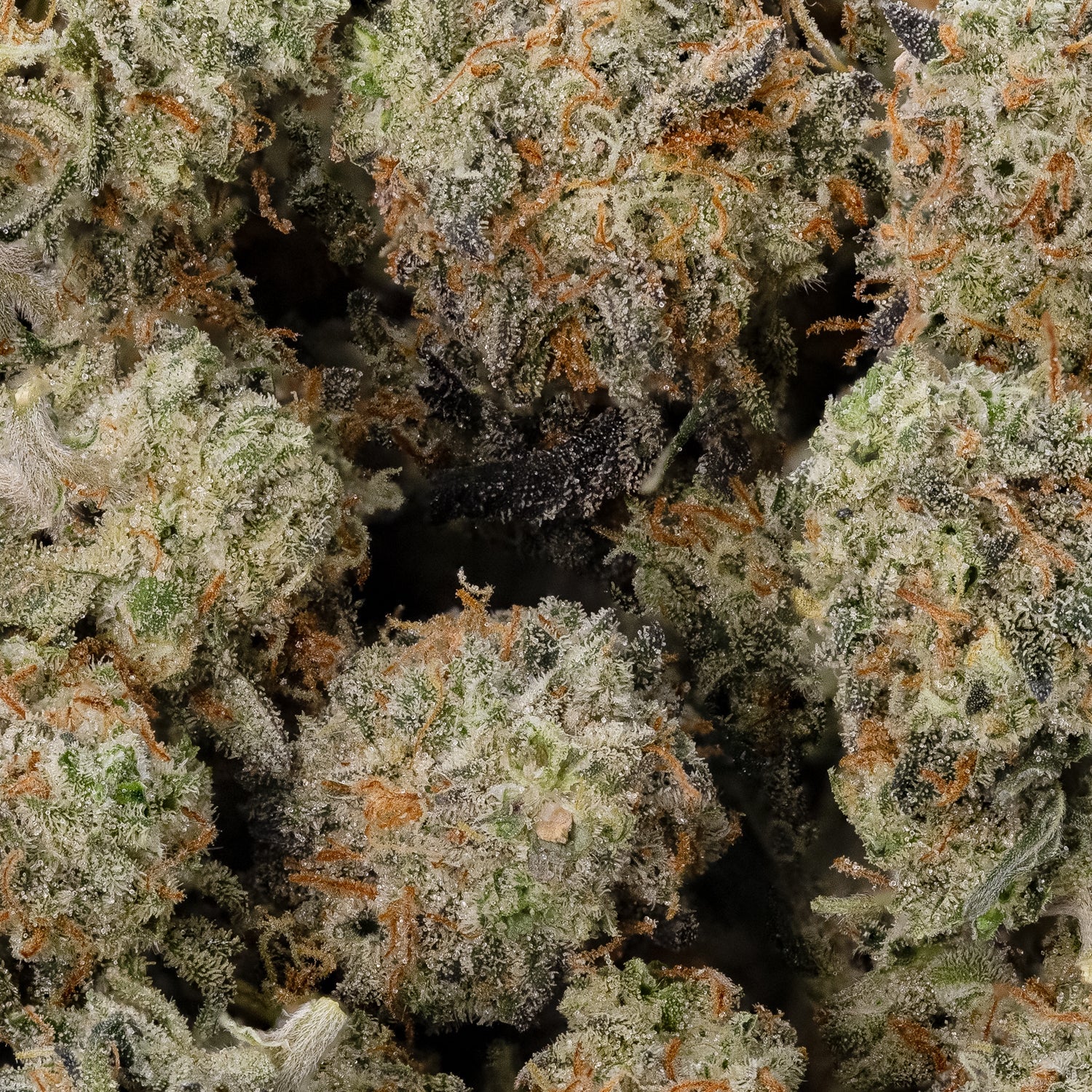 Mendo Breath (smalls) (Lucky Farms) - Image 3
