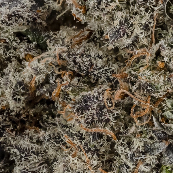 Moon Pie (Jungle Ridge) - Image 6