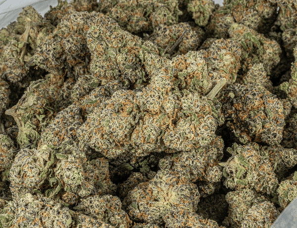 BC Legacy - Purple Space Cookies - Image 4