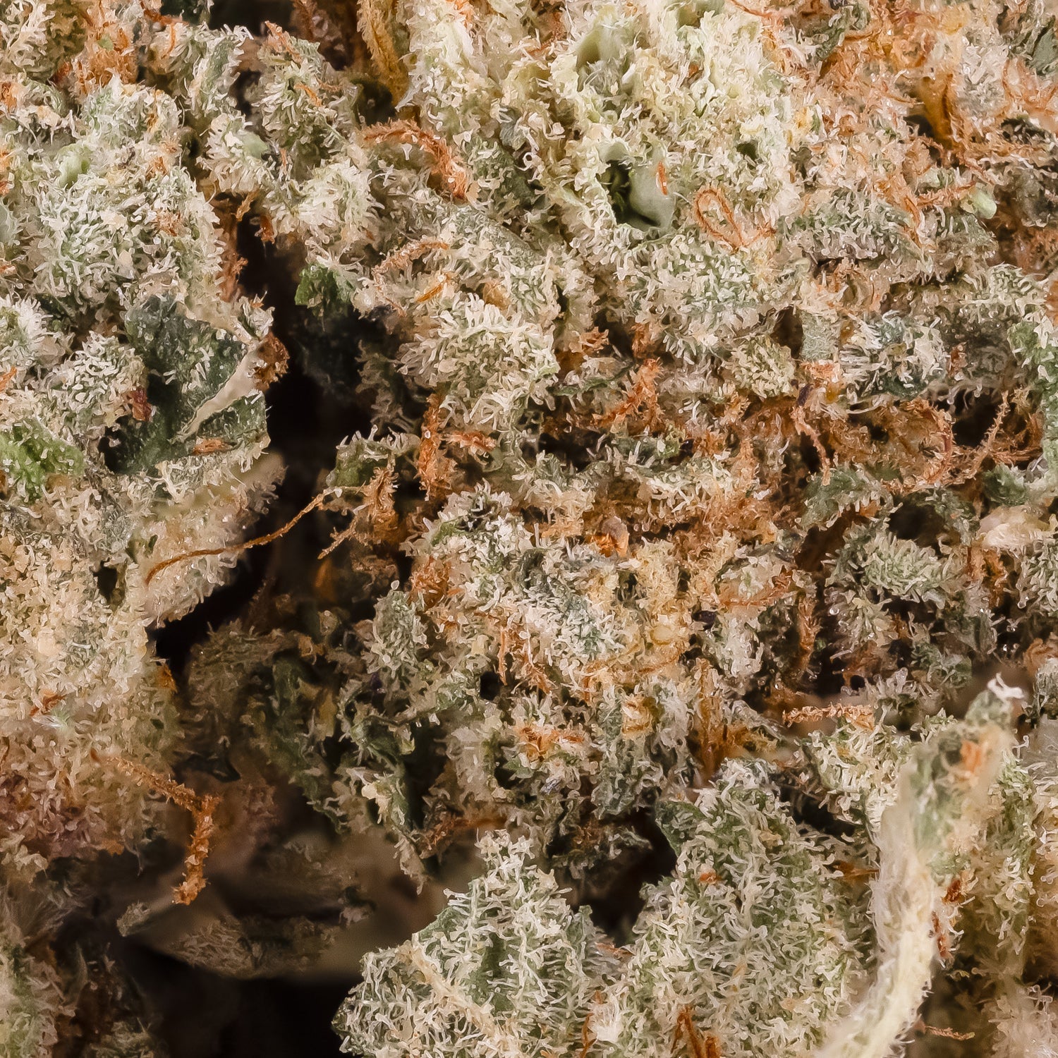 Pineapple Express (Lucky Farms) - Image 2