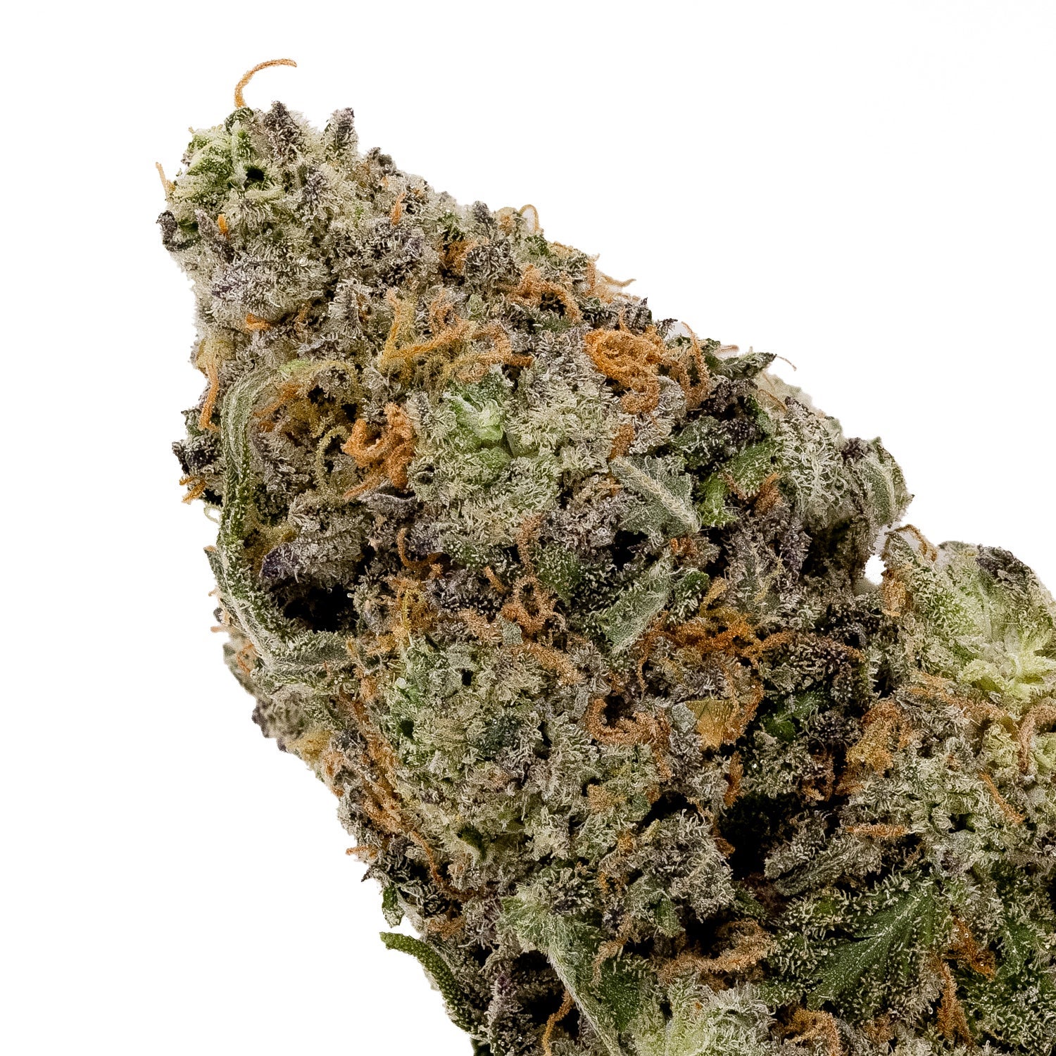 Purple Dolato (smalls)(Lucky Farms) - Image 2