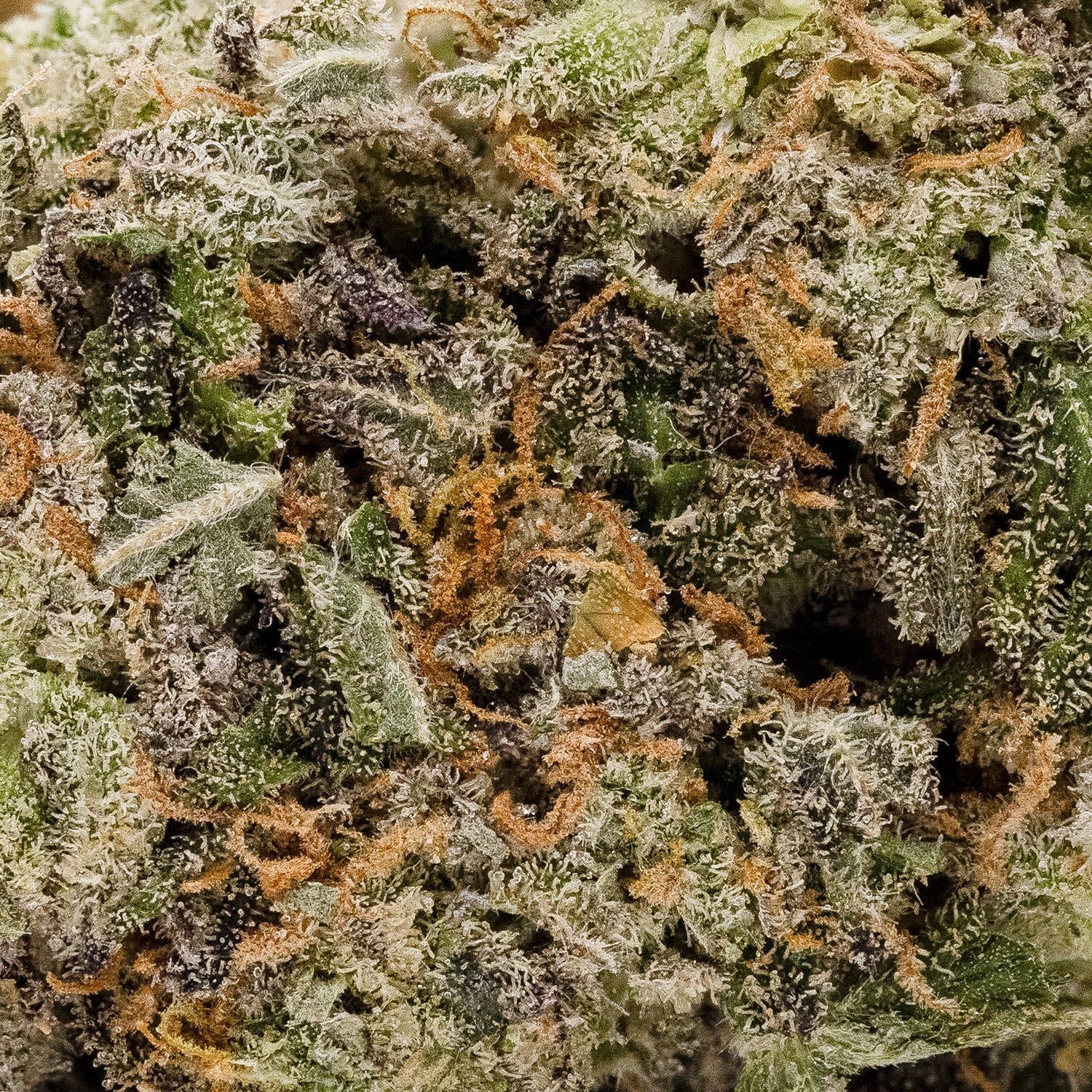 Purple Dolato (smalls)(Lucky Farms) - Image 3