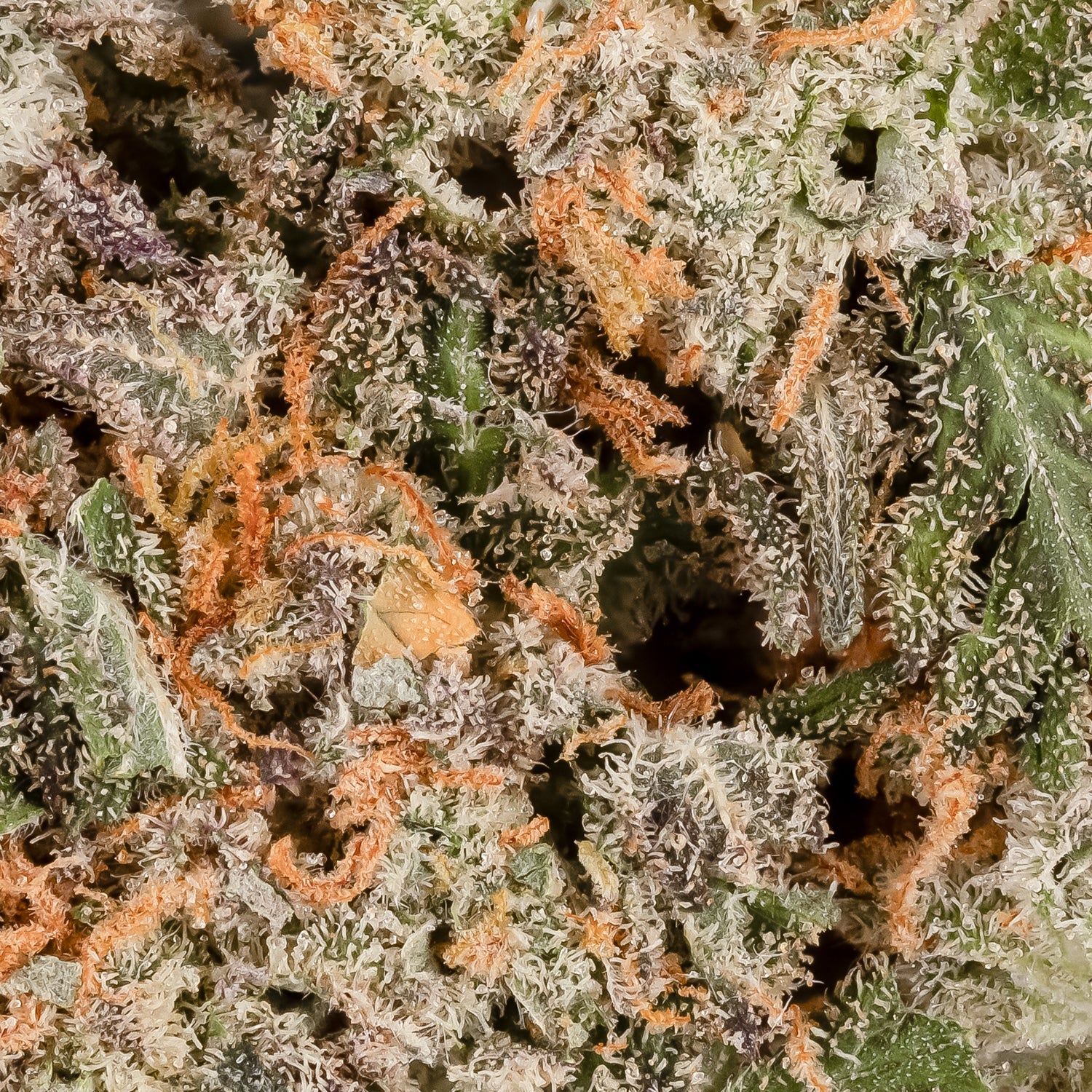 Purple Dolato (smalls)(Lucky Farms) - Image 4