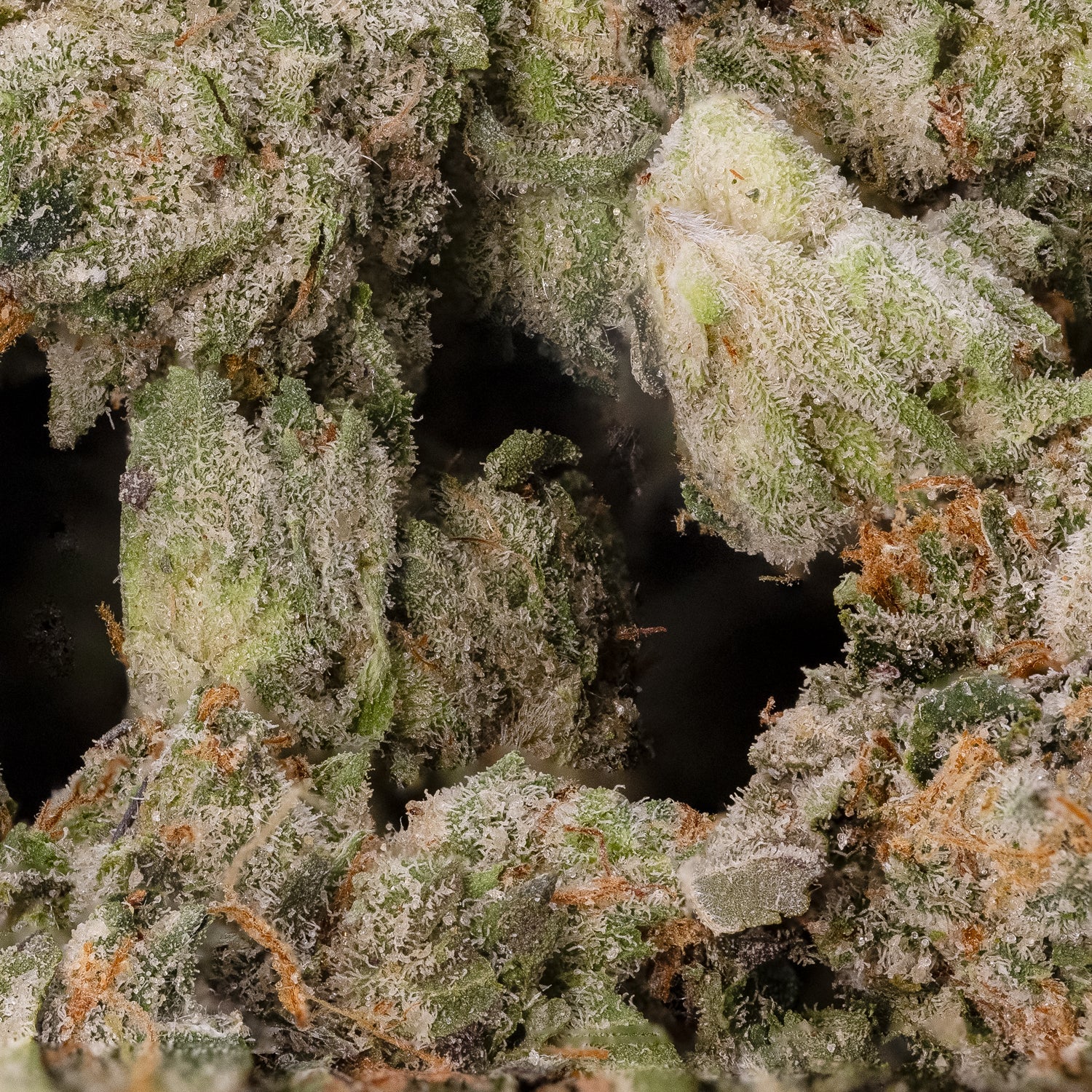 Purple Kush (smalls) (Lucky Farms) - Image 3