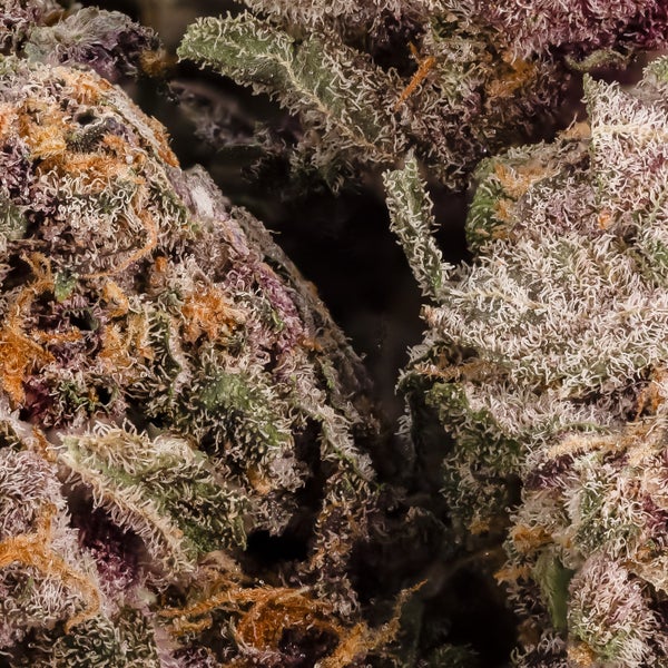 Queen Of The South (smalls) (Lucky Farms) - Image 2