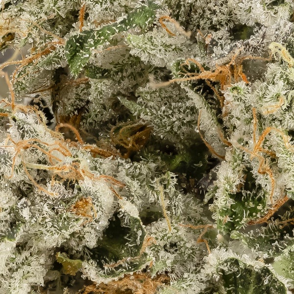 Albatross - Rogi OG - Image 6