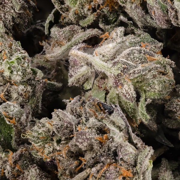 Sour Diesel x White OG (smalls) (Lucky Farms) - Image 2
