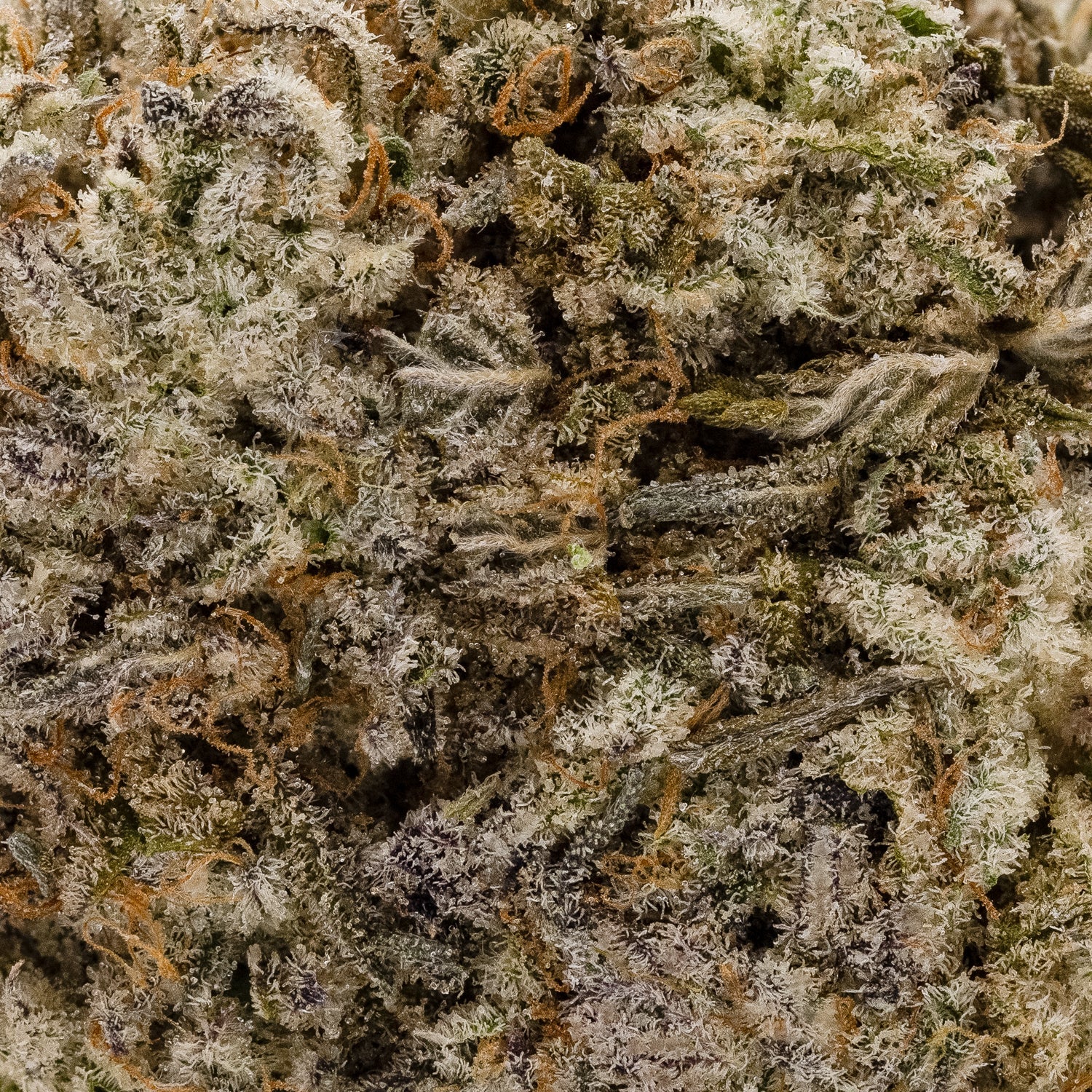White Lightining (smalls)(Lucky Farms) - Image 3
