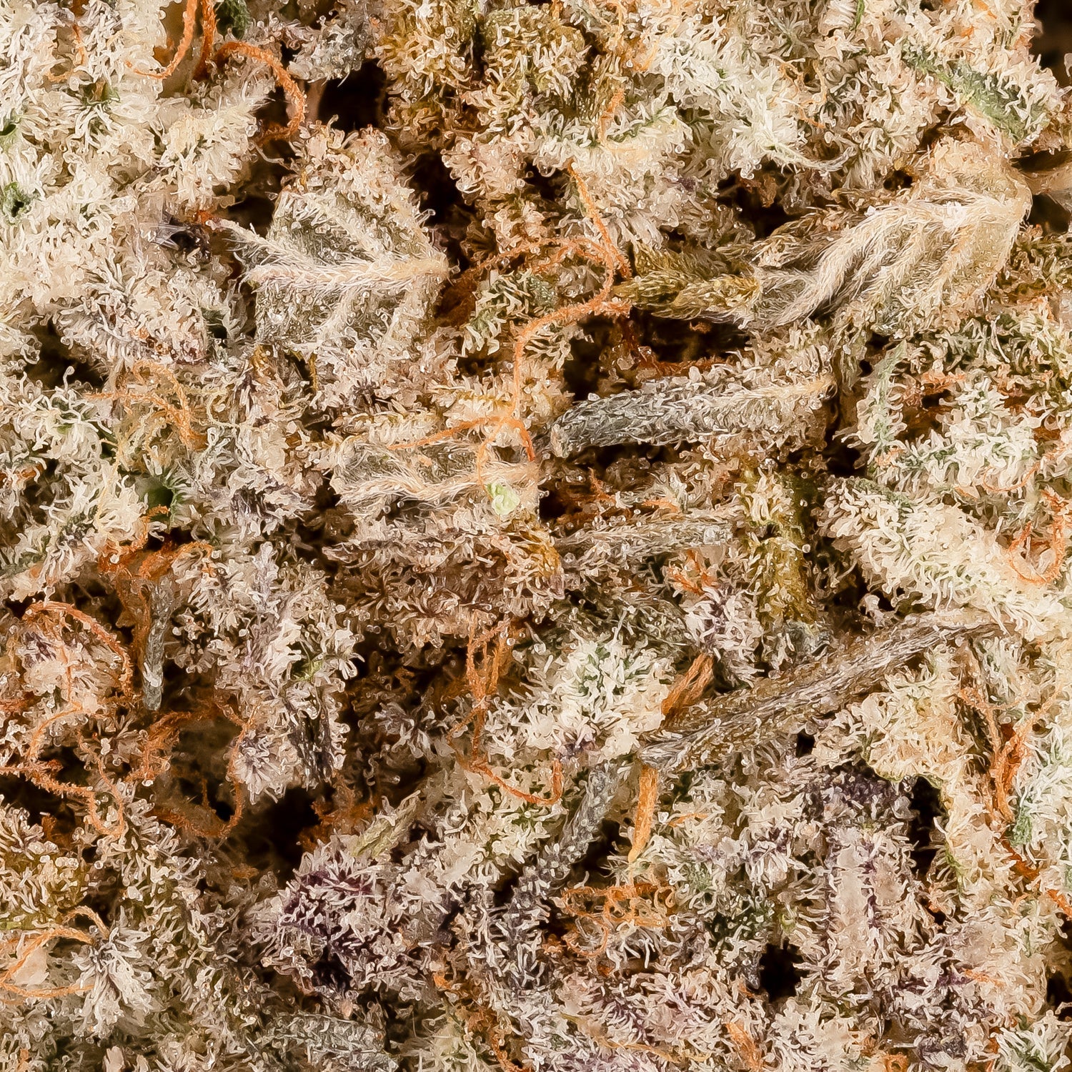 White Lightining (smalls)(Lucky Farms) - Image 4