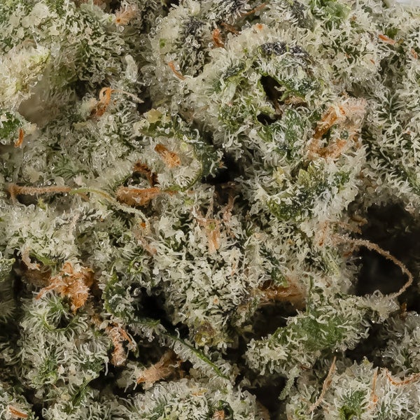Wifi Cake (Jungle Ridge) - Image 6