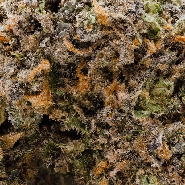 Ya Hemi (Jungle Ridge) - Image 5