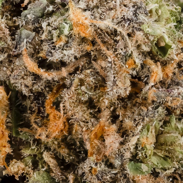 Ya Hemi (Jungle Ridge) - Image 6