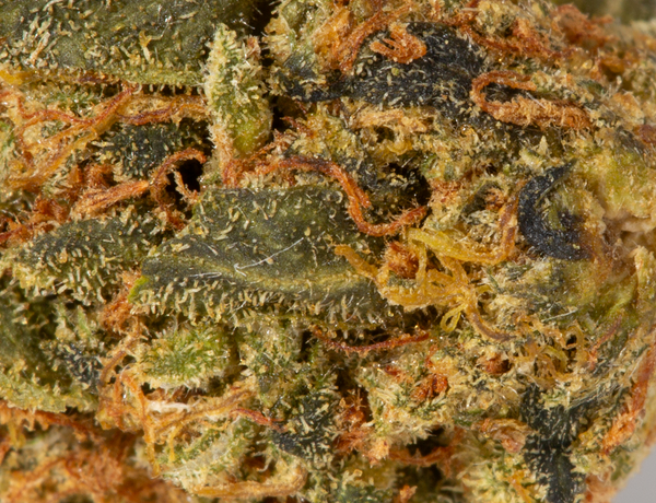 Afghan Kush (AA) - Image 5