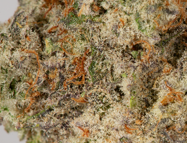 BC Legacy – Mac 1 - Image 5