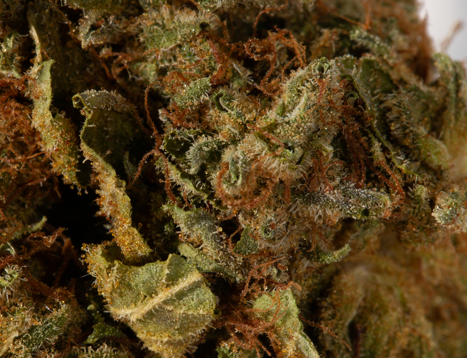 Astral Herbs - Orange Cream - Image 5