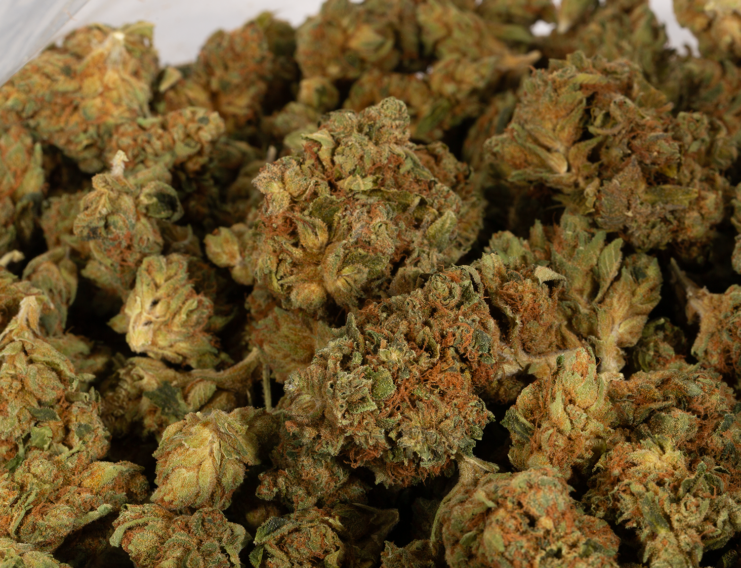 Astral Herbs - Orange Cream - Image 6