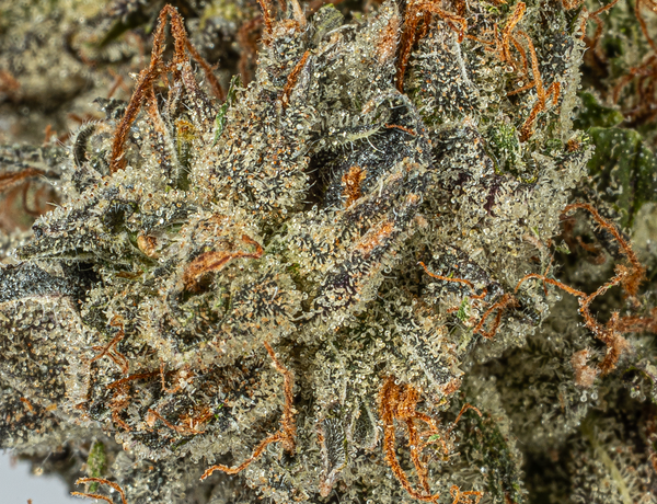 BC Legacy - Ghost Ship - Image 3
