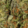 BC Legacy - Galactic Gas - Image 3
