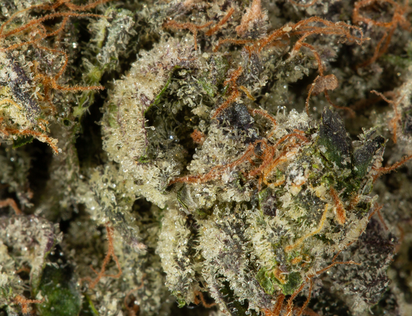 Alpine Royal - Battle Star - Image 5