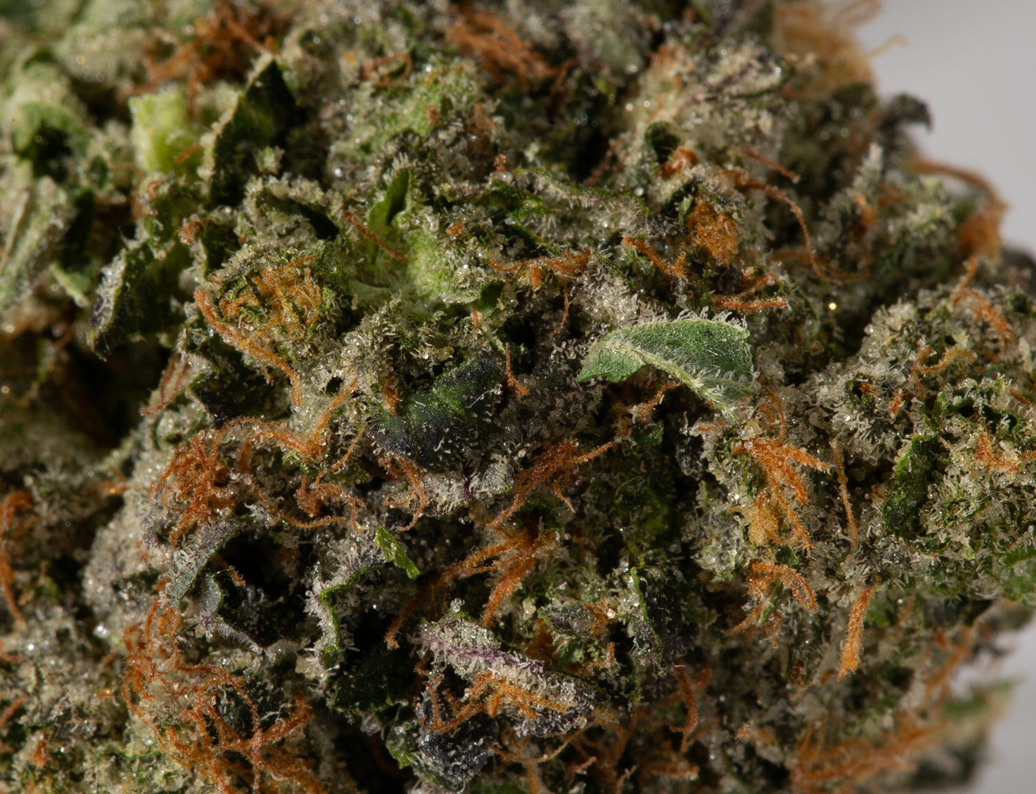 Hardcore OG (AAAAA) - Image 4