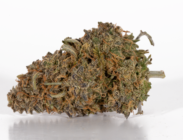 Mimosa (AAA) - Image 3