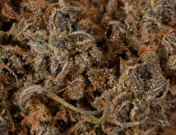 Mimosa (AAA) - Image 5