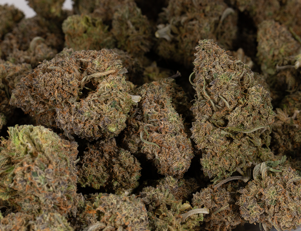 Mimosa (AAA) - Image 6